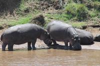 Hippos im Hippo Pool