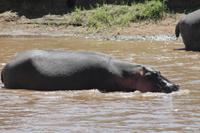 Hippos im Hippo Pool