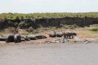 Hippos im Hippo Pool