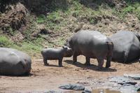 Hippos im Hippo Pool