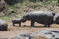 Hippos im Hippo Pool