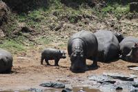 Hippos im Hippo Pool
