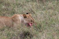 Löwin mit Beute