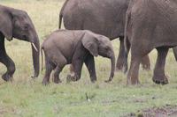Elefantenfamilie
