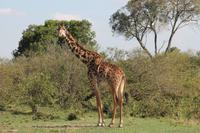 Masai Giraffe