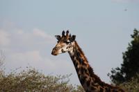Masai Giraffe