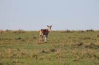 Glanzgazelle