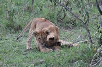 Löwenbabys beim Spielen