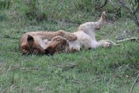 Löwenbabys beim Spielen