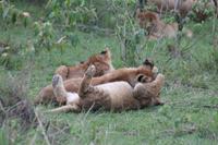 Löwenbabys beim Spielen