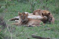 Löwenbabys beim Spielen