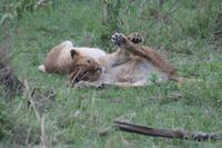 Löwenbabys beim Spielen