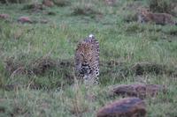 Leopard mit Junge