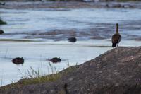 Nilgans