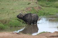 Büffel im Wasser