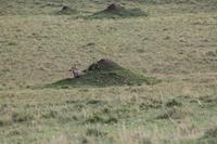 Warzenschwein vor seinem Bau