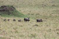 Warzenschweinfamilie