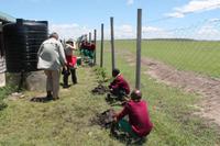 Baum pflanzen an der Schule
