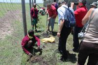 Baum pflanzen an der Schule