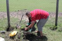 Baum pflanzen an der Schule