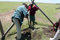 Baum pflanzen an der Schule