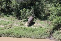 Hippo am Mara Bush Camp