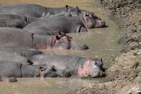 Hippo Pool am Mara Bush Camp