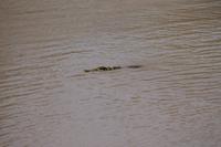 Krokodil am Mara Bush Camp