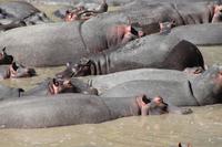 Hippo Pool am Mara Bush Camp