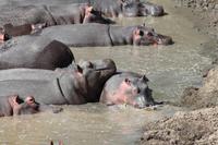 Hippo Pool am Mara Bush Camp