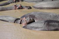 Hippo Pool am Mara Bush Camp