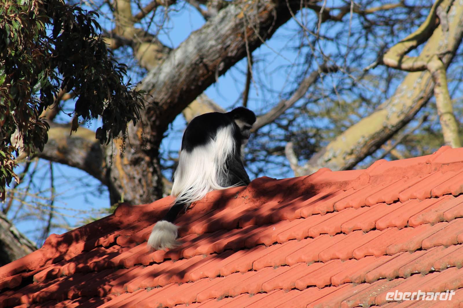 Colobus Affe