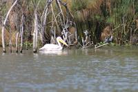 Bootsfahrt auf dem Lake Naivasha