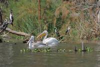Bootsfahrt auf dem Lake Naivasha