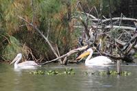 Bootsfahrt auf dem Lake Naivasha