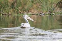 Pelikan auf dem Lake Naivasha