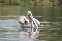 Pelikan auf dem Lake Naivasha