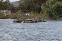Hippos im Lake Naivasha