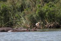 Hippos im Lake Naivasha