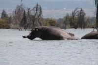 Hippos im Lake Naivasha