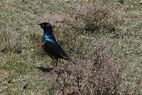 Dreifarbiger Glanzstar