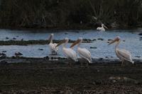 Pelikane auf Crescent Island