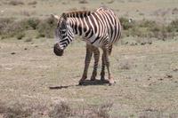 Steppenzebra