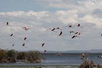 Fliegende Flamingos auf Crescent Island