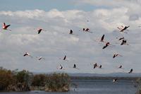 Fliegende Flamingos auf Crescent Island