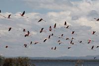 Fliegende Flamingos auf Crescent Island