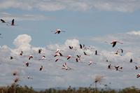 Fliegende Flamingos auf Crescent Island