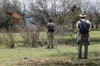 Giraffenbeobachtung auf Crescent Island