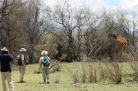 Giraffenbeobachtung auf Crescent Island
