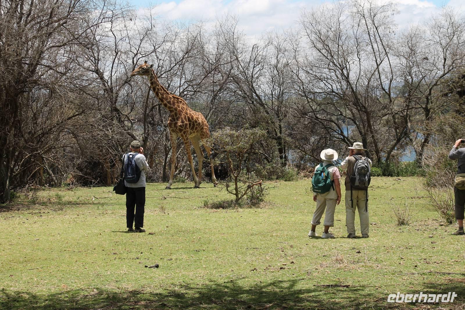 Giraffenbeobachtung auf Crescent Island
